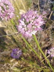 Allium cretaceum