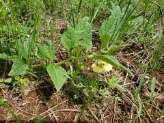 Physalis orizabae