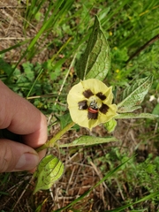 Physalis orizabae