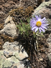 Erigeron pinnatisectus