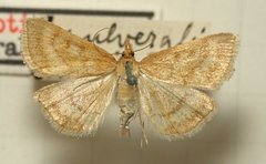 Psammotis pulveralis