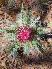 Cirsium ehrenbergii