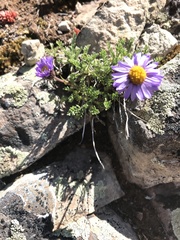 Erigeron pinnatisectus