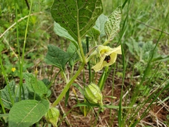 Physalis orizabae