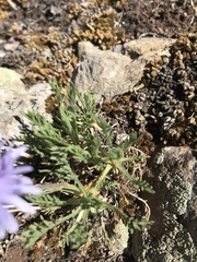 Erigeron pinnatisectus