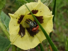Physalis orizabae