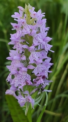 Dactylorhiza majalis baltica