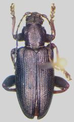 Plateumaris consimilis