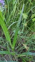 Dactylorhiza majalis baltica