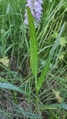 Dactylorhiza majalis baltica