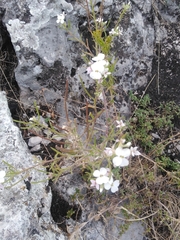 Clausia agideliensis