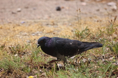 Columba livia