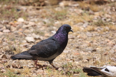 Columba livia