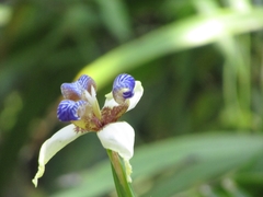 Trimezia gracilis