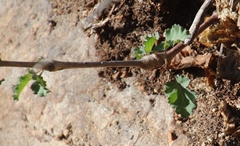 Pelargonium gibbosum