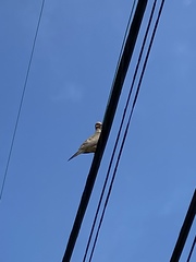 Zenaida macroura carolinensis