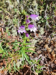 Penstemon leonensis