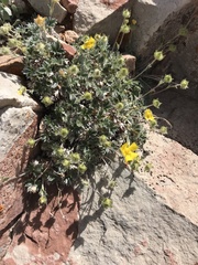 Potentilla hookeriana