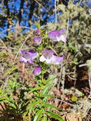 Penstemon leonensis