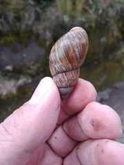Bocourtia aequatoria