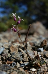 Streptanthus batrachopus