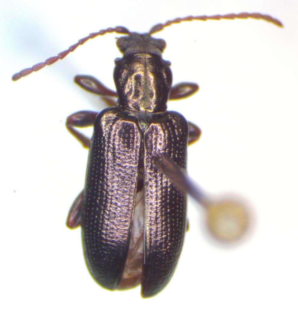 Metallic reed beetle