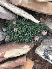 Townsendia rothrockii