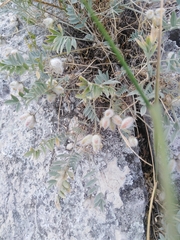 Astragalus helmii