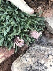 Townsendia rothrockii