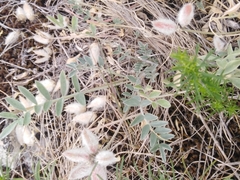 Astragalus helmii