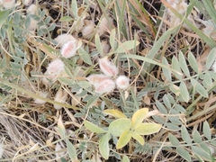 Astragalus helmii