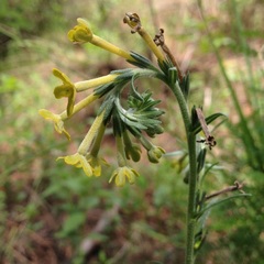 Lithospermum strictum