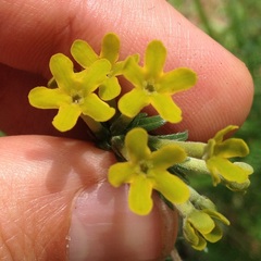 Lithospermum strictum