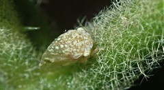 Amblyophallus exaltata