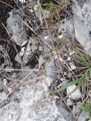 Asperula tephrocarpa