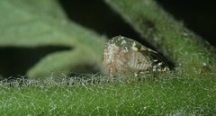 Amblyophallus exaltata