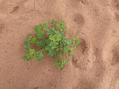 American Sicklepod