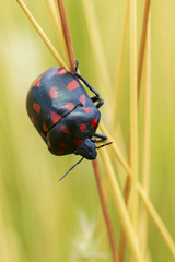 Pachycoris klugii