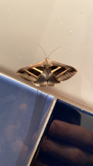 Grammodes bifasciata