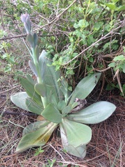 Gibbiflorae