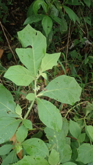 Amblyophallus exaltata