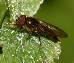 Platycheirus scutatus