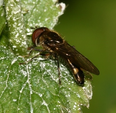 Platycheirus scutatus