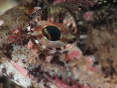 Taurulus bubalis