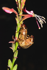 Paranomala hoepfneri