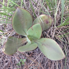 Gibbiflorae