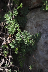 Pelargonium gibbosum