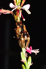 Paranomala hoepfneri