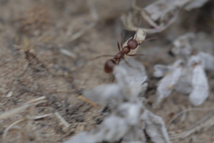 Polyergus rufescens