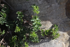 Pelargonium gibbosum
